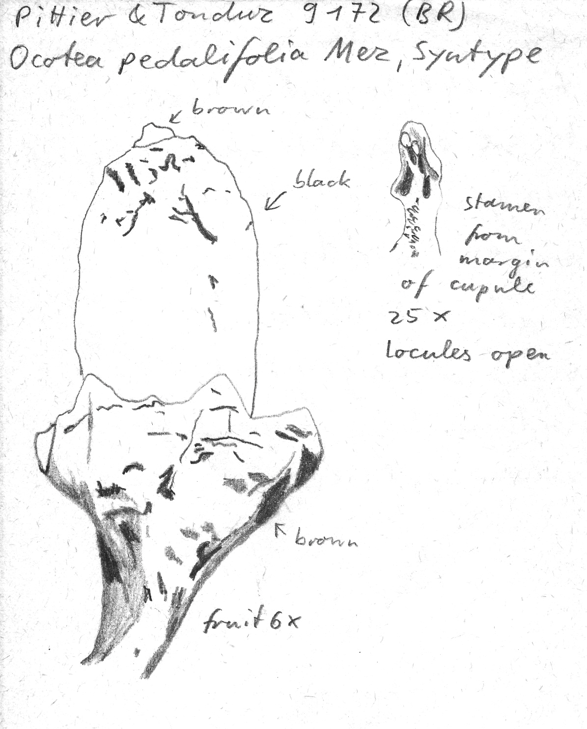 Vorschaubild Ocotea pedalifolia Mez